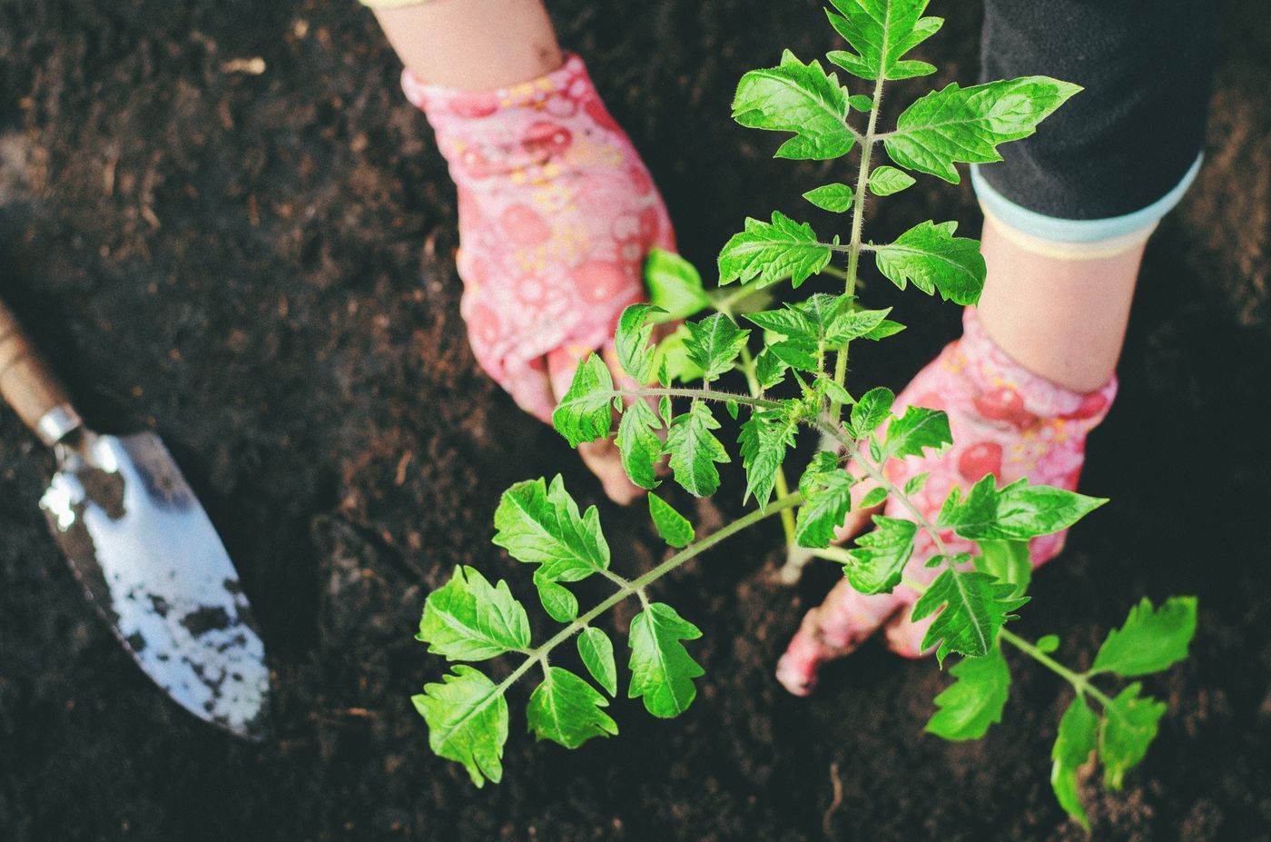 Handen planten een jonge plant in donkere grond