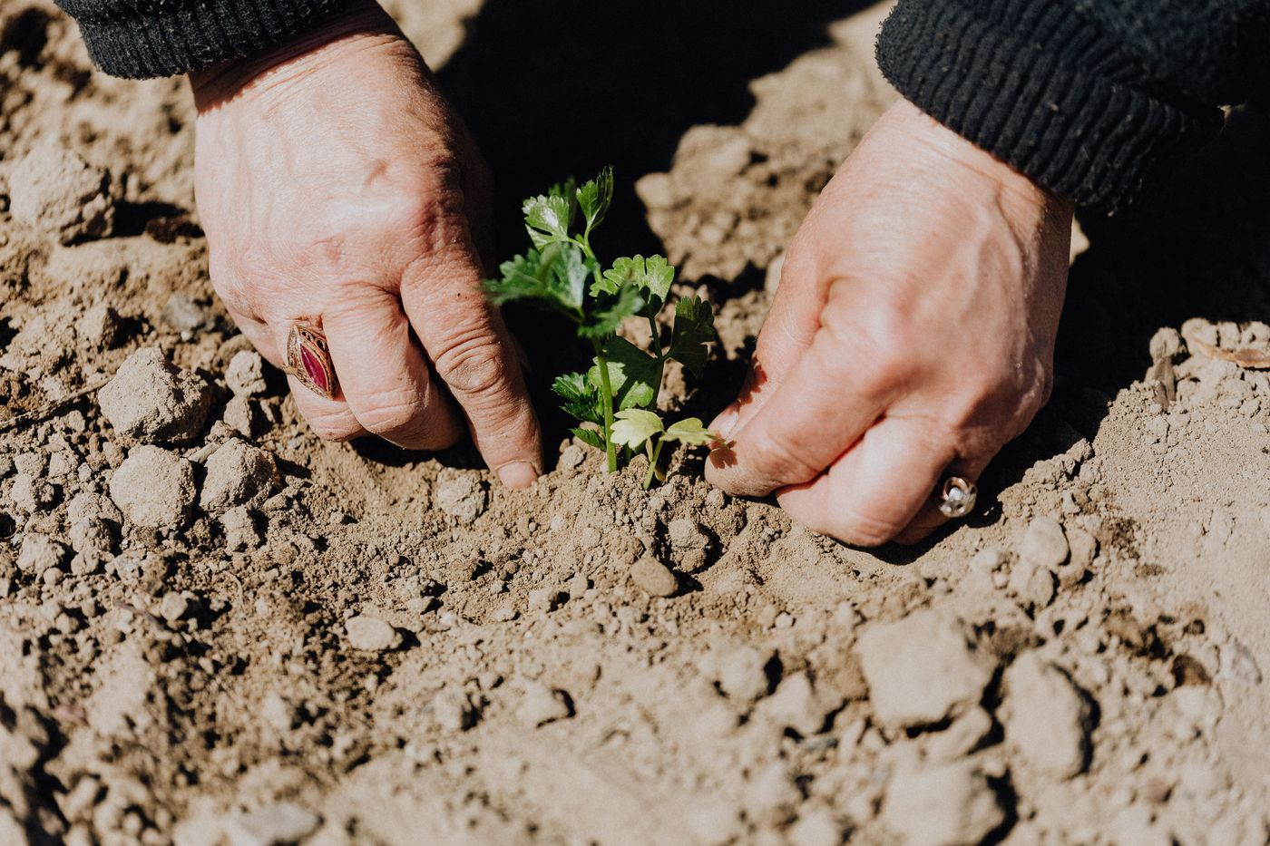 Handen planten een kruid in losse grond